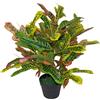 Leaf Codiaeum artificiale - Pianta da appartamento, multicolore, 65 cm