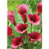 Generico Zantedeschia Captain Promise | bulbi estivi | 2 bulbi di calla rossa | MY PLANTIS | calle colorate