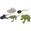 RiToEasysports Kit Crescita Rana, Simulazione Miniatura Ciclo di Vita Giocattolo Educativo Modello per Bambini for Famiglie Scuole Apprendimento Scientifico