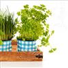 Pro-Art-Bilderpalette PRO-Art gla685b - Quadro da Parete su Vetro Colourful Herbs II, 50 x 50 cm