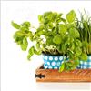 Pro-Art-Bilderpalette PRO-Art gla684b - Quadro da Parete su Vetro Colourful Herbs I, 50 x 50 cm
