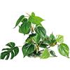 Amtra Deko Plant Anubias - Decorazione pianta Finta atossica per Acquari, Accessorio Ornamentale subacqueo, Decorativo rifugio nascondiglio, Dimensione 33 * 20 * 6 cm