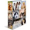 HERMA Registratore a leva con anelli Animali con motivo Cane, A4, dorso 7 cm, cartonato, colori