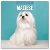 Red Robin Publishing Maltese 2025 Square Wall Calendar