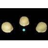 Michel & Greco Shell di Noce - Mazzo a Tre Gabbie (Vernet)