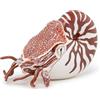Papo - Statuetta Nautilo Realistica - 3 Anni + - Collezione Universo Marino - Gioco Educativo Creature Marine - Idea Regalo Giocattolo Bambina Bambino