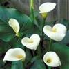 SVI 10 Semi di crema bianca Calla 3466 (Zantedeschia aethiopica)