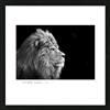 Pro-Art-Bilderpalette PRO-Art an503j2 - Quadro Scandic-Living - Living 'Lion' 55 x 55 cm
