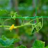 GARDENIX® Rete per giardino e serra con maglie larghe (15 x 17 cm), per la crescita di pomodori, cetrioli e piante rampicanti e 100 clip per piante (verde + 100 clip, 1,7 m x 100 m)