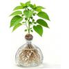 Wapasezyar Vaso da allevamento per avocado e castagne, vaso trasparente avocado, vaso in vetro idroponico per fiori, vaso di fiori in vetro avocado, per decorazione di matrimonio, tavolo, soggiorno, tavolino da