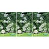 Germisem Allium Ursinum Semi di Aglio Selvatico 0.7 g (Confezione da 3)