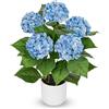 Briful Ortensia artificiale Real Touch in vaso, 50 cm, pianta artificiale con 5 teste di fiori, pianta di ortensia decorativa per soggiorno, tavolo e ufficio, ortensia artificiale, blu