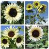Generico Semi di Girasole Moonshine, Fiori Giallo Chiari, Semi da Giardino, Moonshine Sunflower Seeds Girasole Albino raro