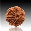 7 perline Mukhi Rudraksha 7 facce Rudraksh Nepal Origin Aaa + 100% reali