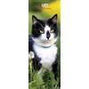 Magnet & Steel Calendario sottile 2026 con gatti