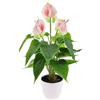 Folmywy - Fiore artificiale Anthurium da 15 pollici, pianta finta, simulazione tropicale, fiori rosa in vaso di plastica, bonsai realistico, vegetazione per centrotavola, decorazione per scaffale