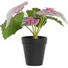 DKD Home Decor Impianto Ornamentale, Standard