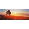 Pro-Art-Bilderpalette PRO-Art-Immagini Gamma gla1301 C Lonely Tree Vetro, Multicolore, 30 x 80 x 1,3 cm