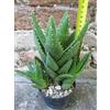 Aloe mitriformis caespitosa 15 cm, cactus, pianta grassa