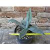 Agave americana var. americana 30 cm, cactus, pianta grassa winter hard, resistente fino a -5Â° C