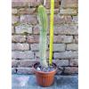 Trichocereus huascha 40 cm, cactus, pianta grassa
