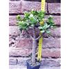 Crassula portulacea 30 cm, cactus, pianta grassa