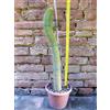 Trichocereus huascha 50 cm, cactus, pianta grassa