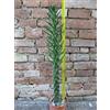 Austrocylindropuntia subulata 70 cm, cactus, pianta grassa