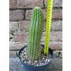 Trichocereus huascha 20 cm, cactus, pianta grassa