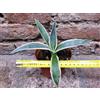 Agave americana var. marginata 20 cm, cactus, pianta grassa winter hard, resistente fino a 0Â° C