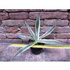 Agave americana var. marginata 40 cm, cactus, pianta grassa winter hard, resistente fino a 0Â° C