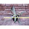 Agave americana var. marginata 50 cm, cactus, pianta grassa winter hard, resistente fino a 0Â° C