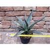 Agave macroacantha 40 cm, cactus, pianta grassa
