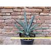 Agave macroacantha 50 cm, cactus, pianta grassa