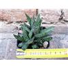 Gasteria pulchra caespitosa 8 cm, cactus, pianta grassa