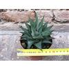 Haworthia limifolia 10 cm, cactus, pianta grassa