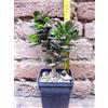 Crassula portulacea 20 cm, cactus, pianta grassa