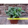 Scilla violacea 20 cm, cactus, pianta grassa
