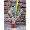 Opuntia microdasys var. albata 25 cm, cactus, pianta grassa