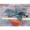 Agave ferox 30 cm, cactus, pianta grassa