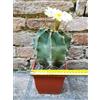Astrophytum ornatum 15 cm, cactus, pianta grassa