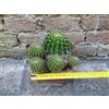 Echinopsis oxygona caespitosa hybrid. fiore rosa 16 cm, cactus, pianta grassa