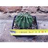 Echinopsis oxygona hybrid. fiore rosa 6 cm, cactus, pianta grassa