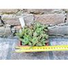 Haworthia cymbiformis caespitosa 12 cm, cactus, pianta grassa