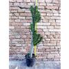 Austrocylindropuntia subulata ramificata 110 cm, cactus, pianta grassa