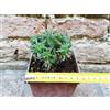 Euphorbia pillansii hybrid. 8 cm, cactus, pianta grassa
