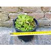 Haworthia turgida caespitosa 12 cm, cactus, pianta grassa