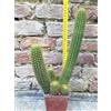 Trichocereus huascha ramificato 30 cm, cactus, pianta grassa