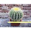 Echinocactus grusonii 25 cm, cactus, pianta grassa
