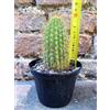 Trichocereus huascha 10 cm, cactus, pianta grassa
